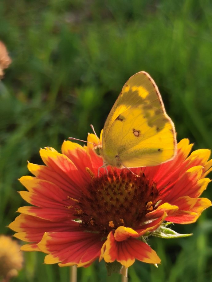 点击大图看下一张：一组黄色蝴蝶蝶恋花图片