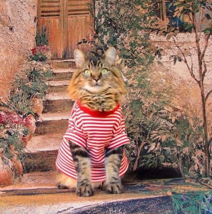 点击大图看下一张：穿衣服的猫猫图片