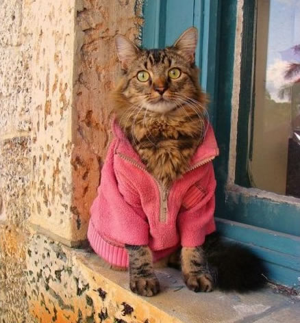 点击大图看下一张：穿衣服的猫猫图片