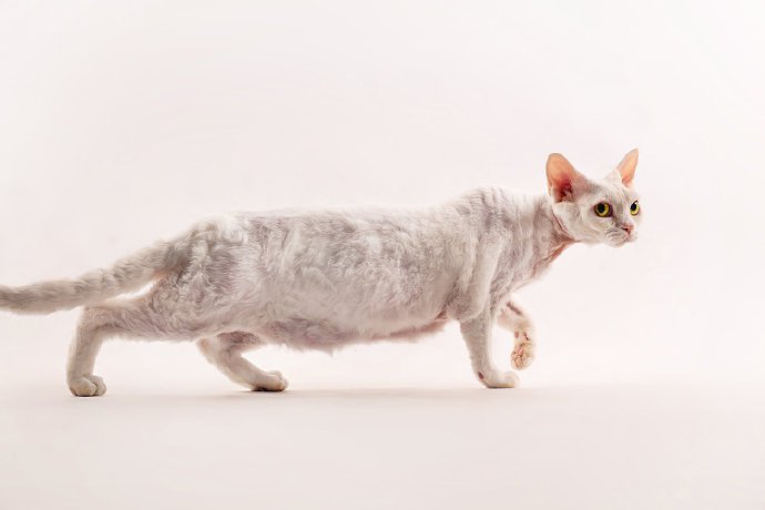 点击大图看下一张：一只胆子特别小的德文卷毛猫