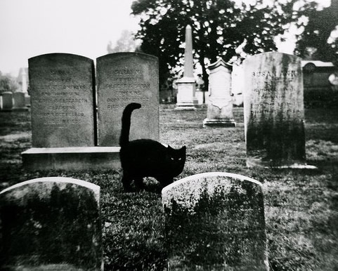 点击大图看下一张：一组霸气的黑猫图片