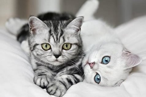点击大图看下一张：一组乖巧惹人爱的小猫图片