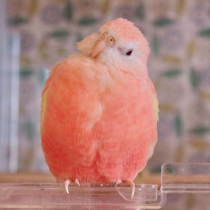 点击大图看下一张：甜甜可爱的小鸟图片