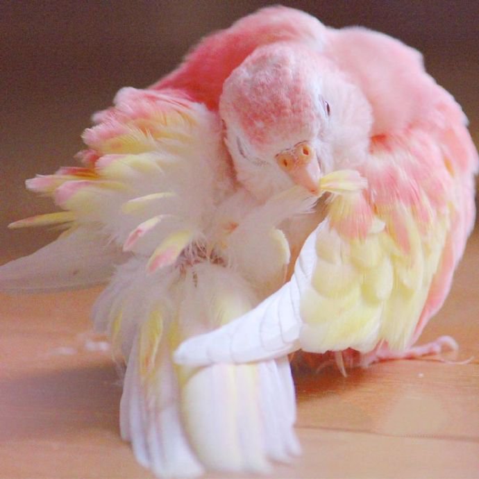 点击大图看下一张：甜甜可爱的小鸟图片