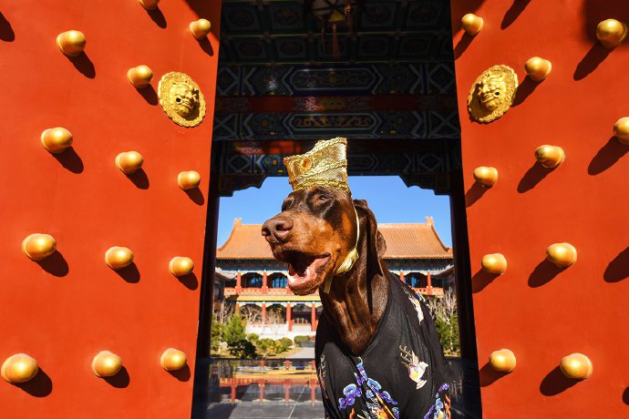 点击大图看下一张：一组在故宫拍摄的杜宾犬图片图片