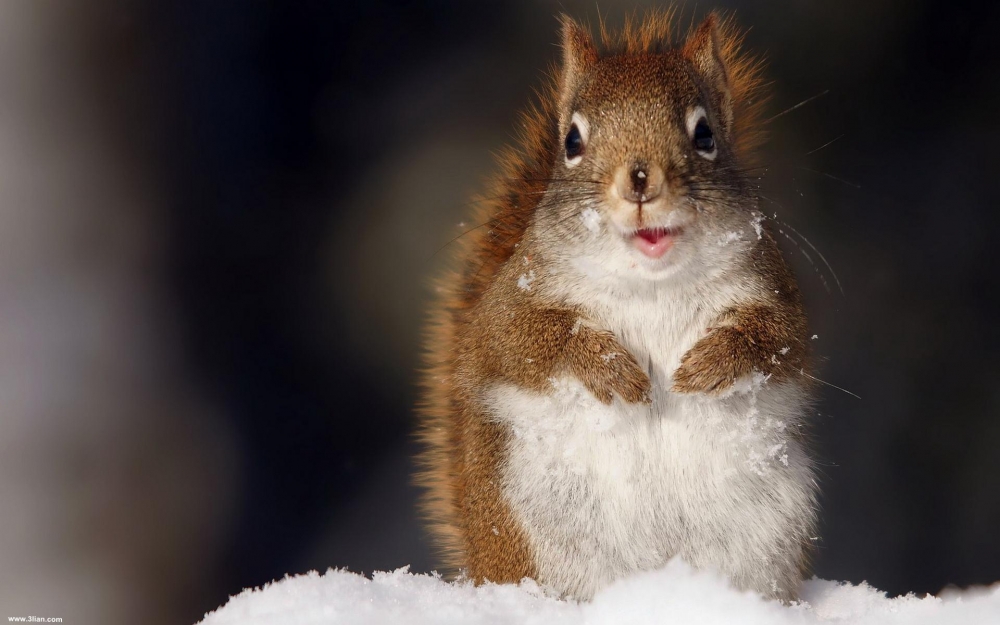 点击大图看下一张：雪中可爱的小松鼠图片
