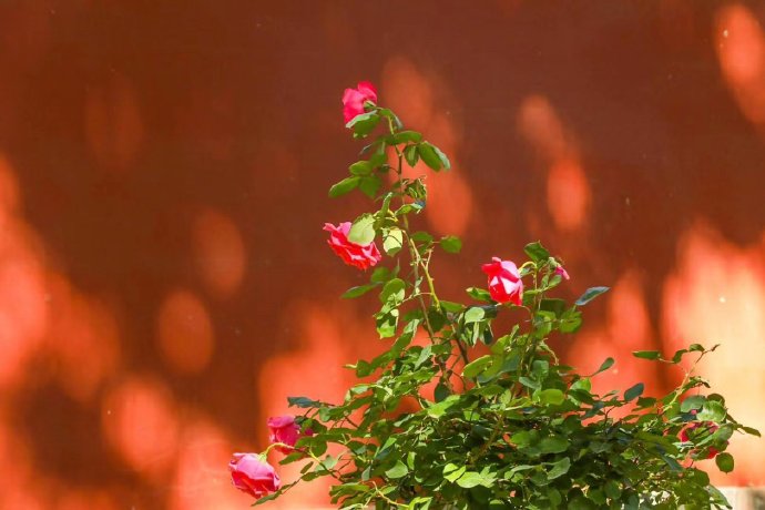 点击大图看下一张：慈宁宫的月季花儿，光影婆娑