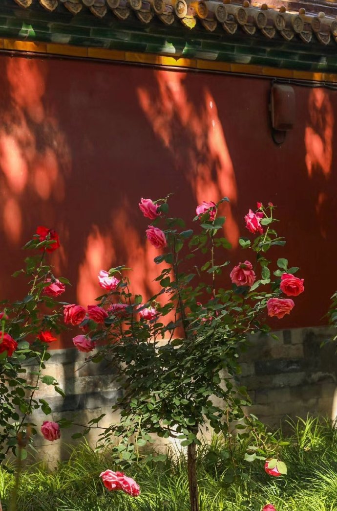 点击大图看下一张：慈宁宫的月季花儿，光影婆娑