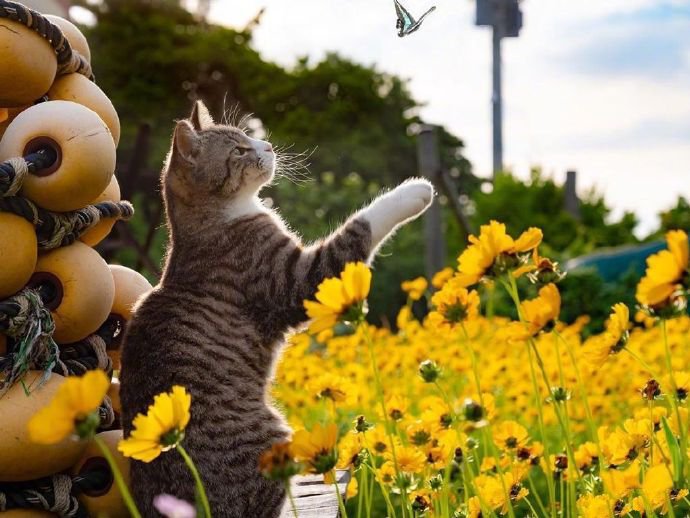 点击大图看下一张：猫和花儿唯美摄影图片