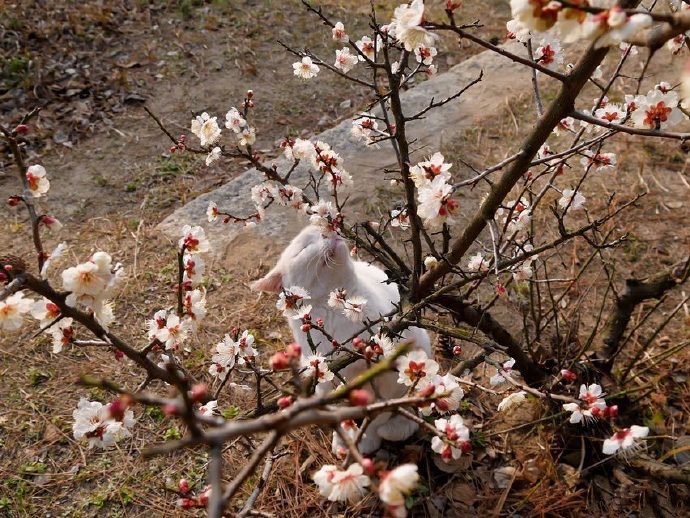 点击大图看下一张：猫和花儿唯美摄影图片