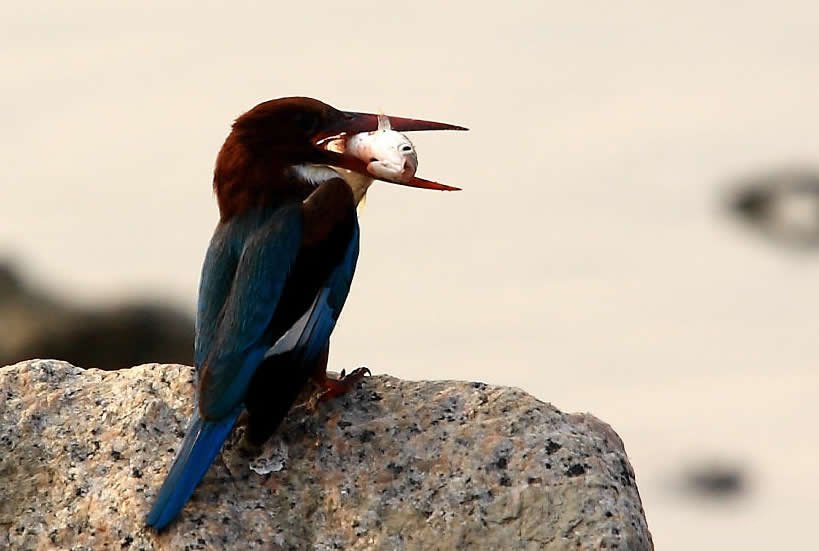 点击大图看下一张：正在吃鱼的白胸翡翠鸟图片