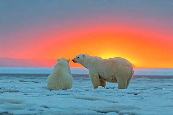 点击大图看下一张：日落下的北极熊图片