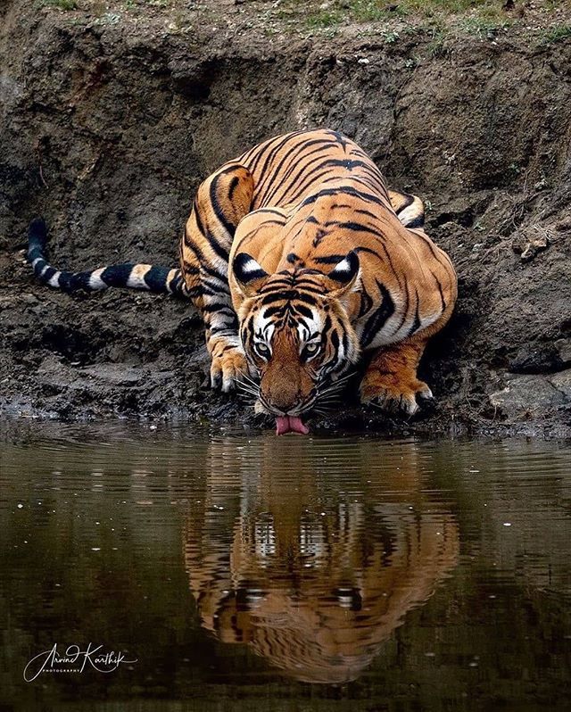 点击大图看下一张：一组老虎喝水的摄影图片欣赏