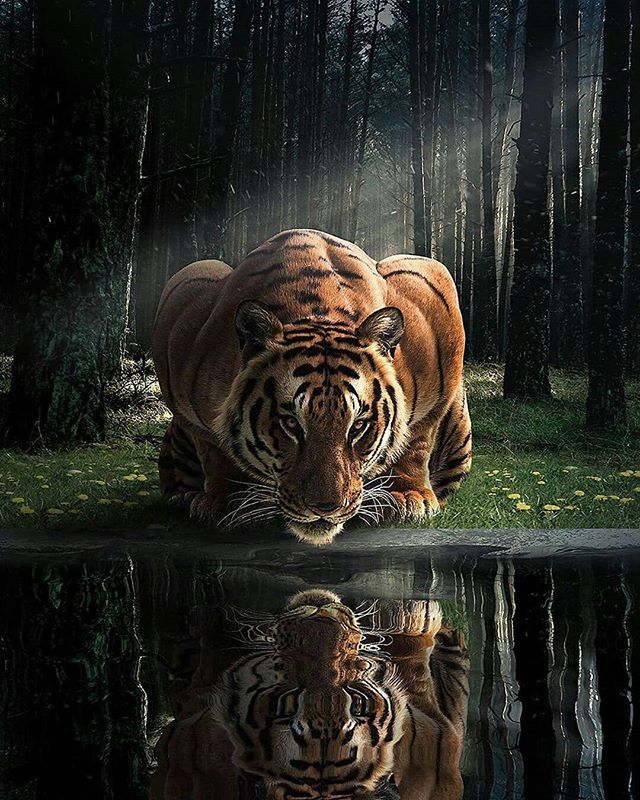点击大图看下一张：一组老虎喝水的摄影图片欣赏
