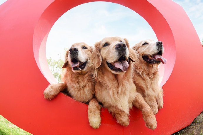 点击大图看下一张：一组小狗狗的室外美照图片欣赏