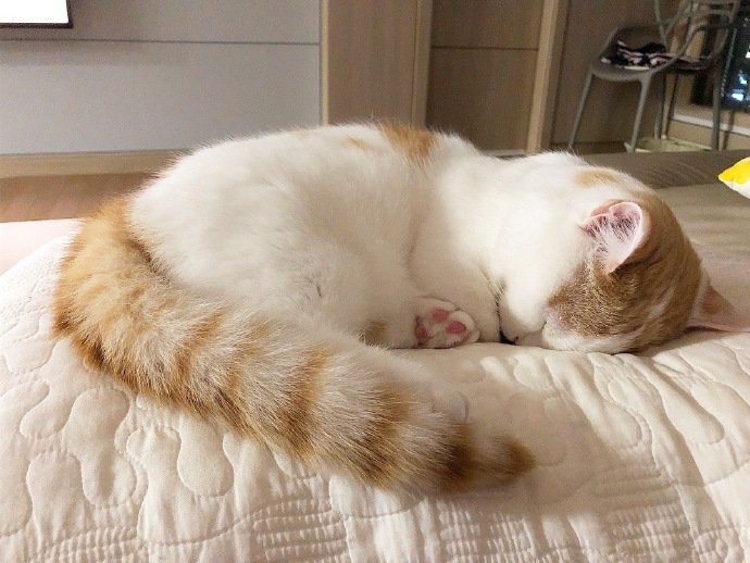 点击大图看下一张：埋头苦睡的猫咪