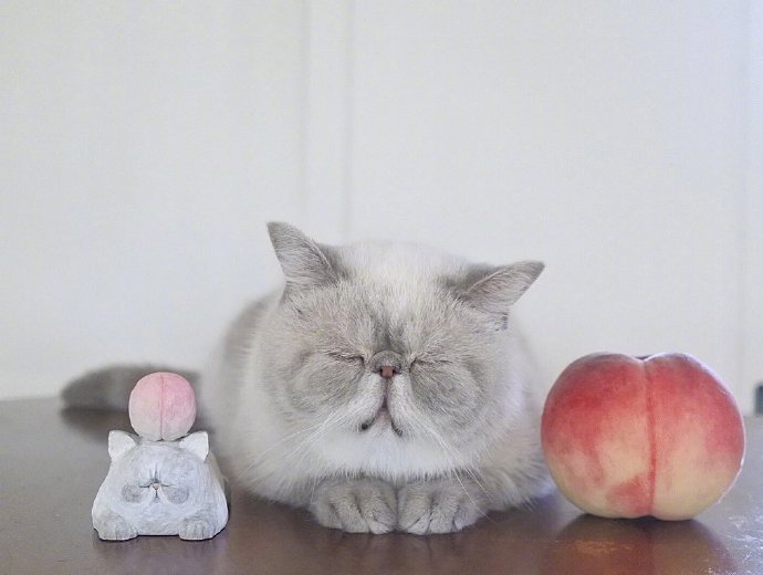 点击大图看下一张：一组胖乎乎的灰色猫咪图片