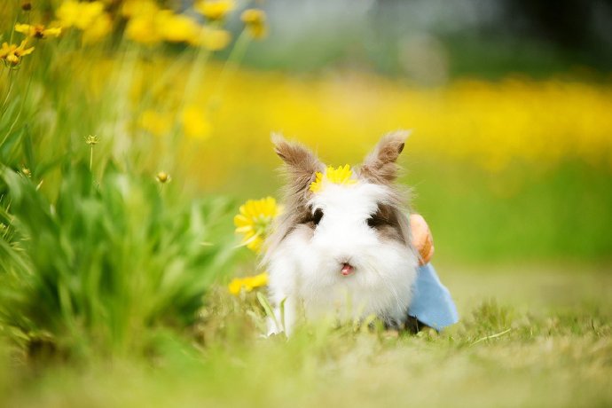 点击大图看下一张：一只超级软萌的小兔兔图片