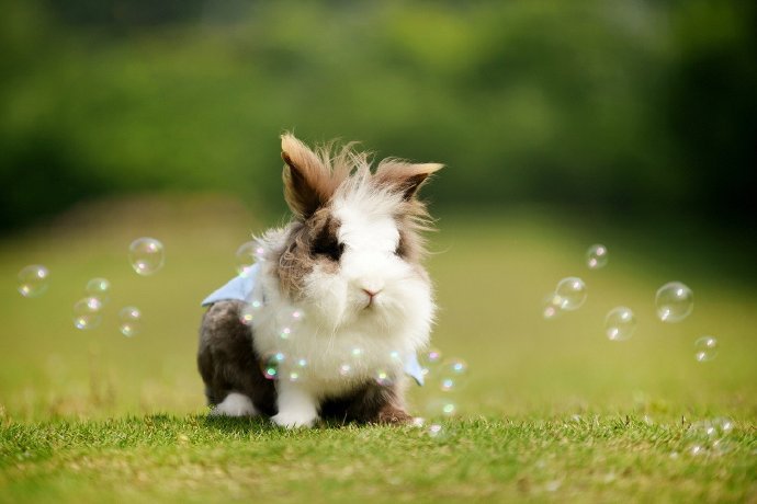 点击大图看下一张：一只超级软萌的小兔兔图片