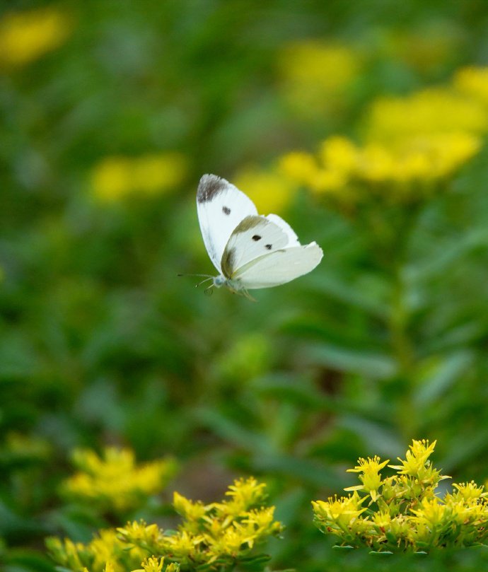 点击大图看下一张：在花园转乎的在花园转乎的蝴蝶图片欣赏