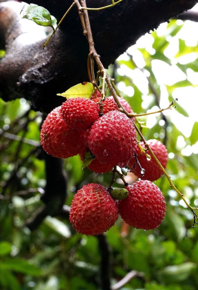 点击大图看下一张：夏日水果-红红的荔枝图片