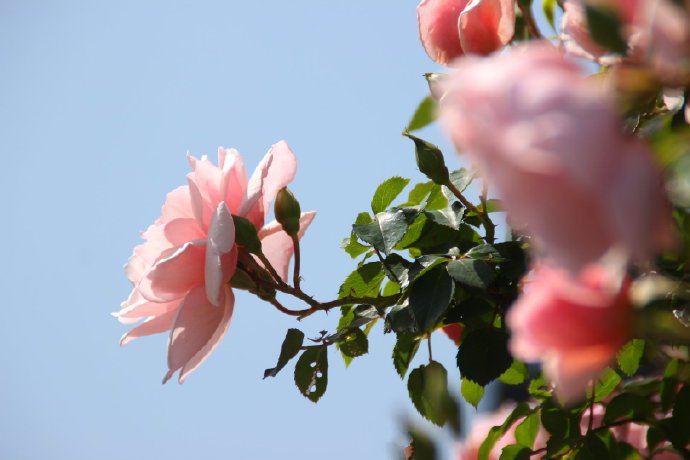 点击大图看下一张：一组粉色唯美的蔷薇花图片
