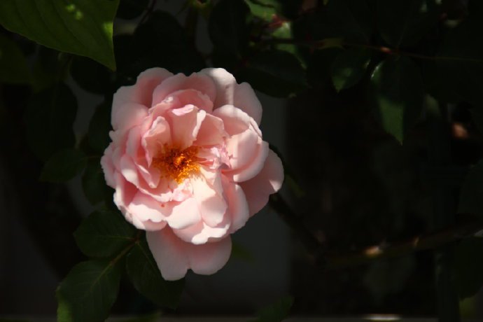 点击大图看下一张：一组粉色唯美的蔷薇花图片