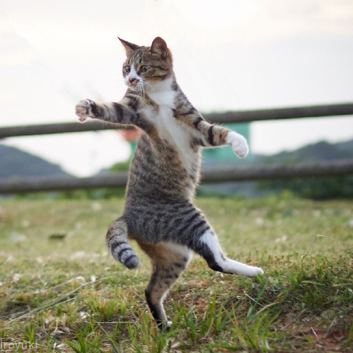 点击大图看下一张：旋转跳跃的猫猫图片