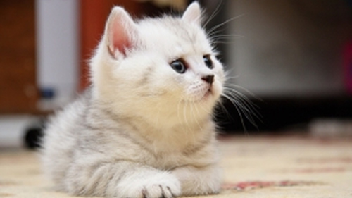 点击大图看下一张：一组软萌逗乐的小猫咪图片