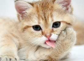 一组软萌逗乐的小猫咪图片
