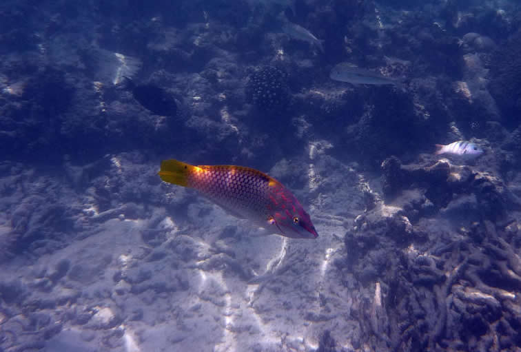 点击大图看下一张：奇妙多彩的海底小鱼