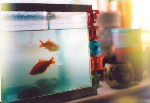 点击大图看下一张：养在鱼缸里的金鱼图片