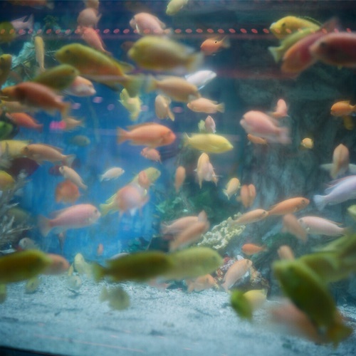 点击大图看下一张：养在鱼缸里的金鱼图片