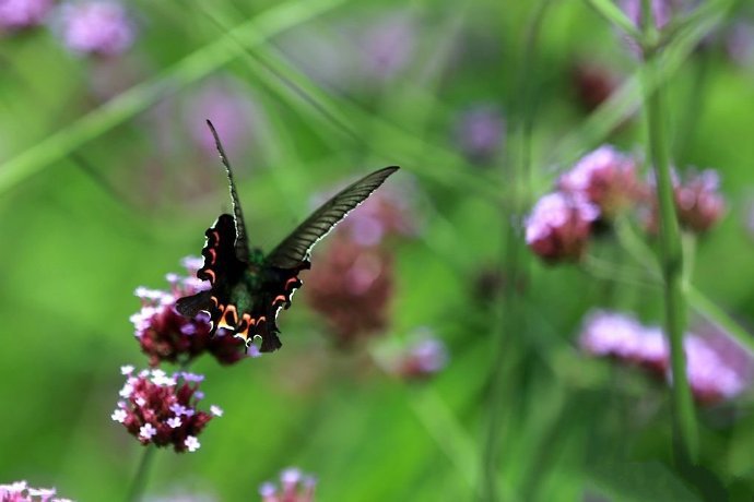 点击大图看下一张：昆明名花谷拍摄的蝴蝶