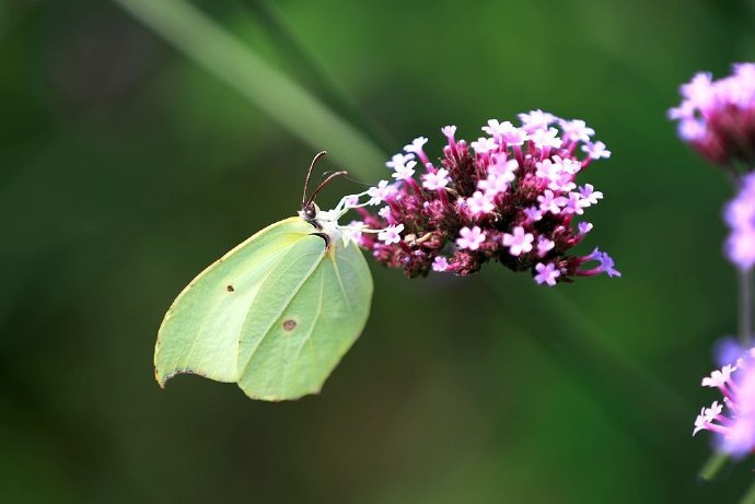 点击大图看下一张：昆明名花谷拍摄的蝴蝶
