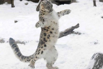点击大图看下一张：一组雪中嬉戏的花豹图片