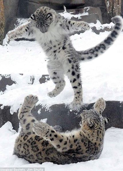 点击大图看下一张：一组雪中嬉戏的花豹图片