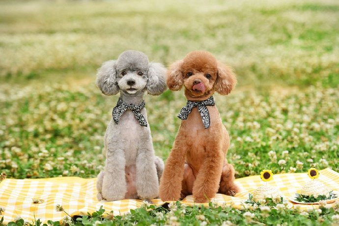 点击大图看下一张：两只颜色不同的泰迪狗狗