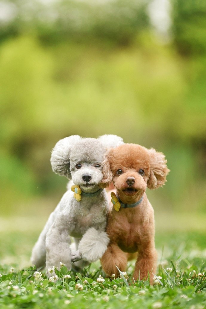 点击大图看下一张：两只颜色不同的泰迪狗狗