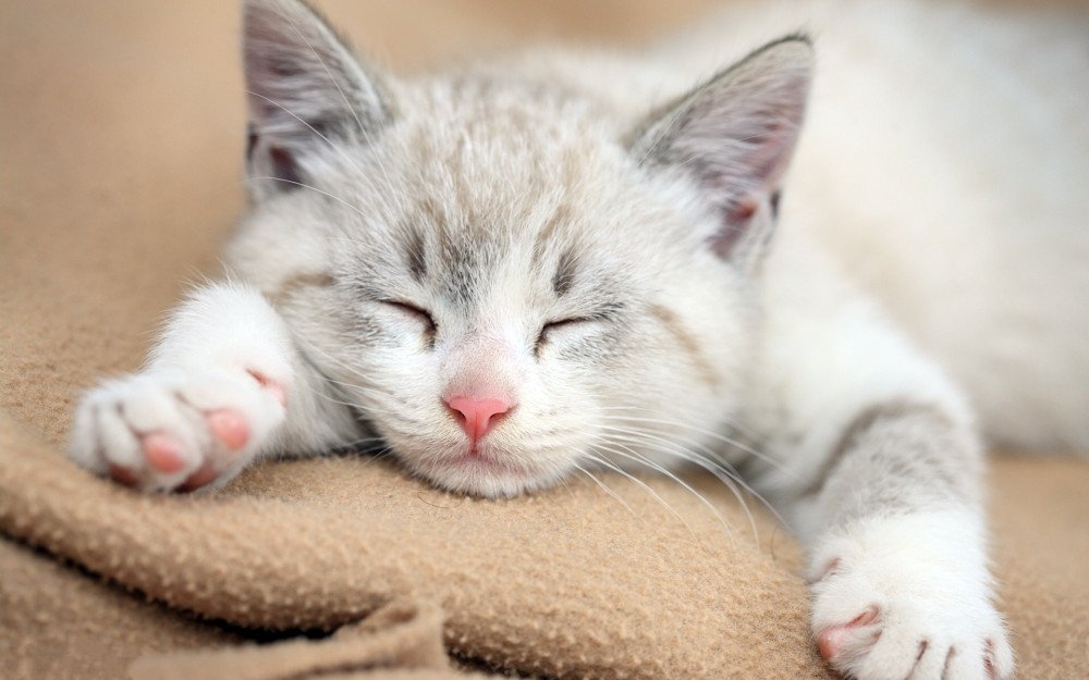点击大图看下一张：睡梦中的可爱猫咪图片