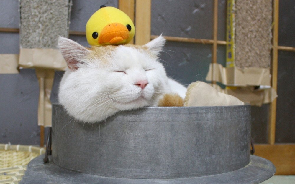 点击大图看下一张：睡梦中的可爱猫咪图片