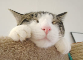 睡梦中的可爱猫咪图片