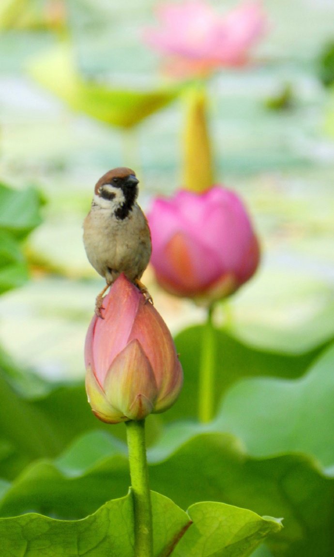 点击大图看下一张：一组美丽的荷塘小鸟