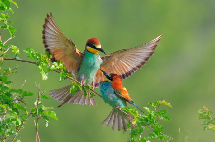 点击大图看下一张：一组漂亮的鸟类摄影图片