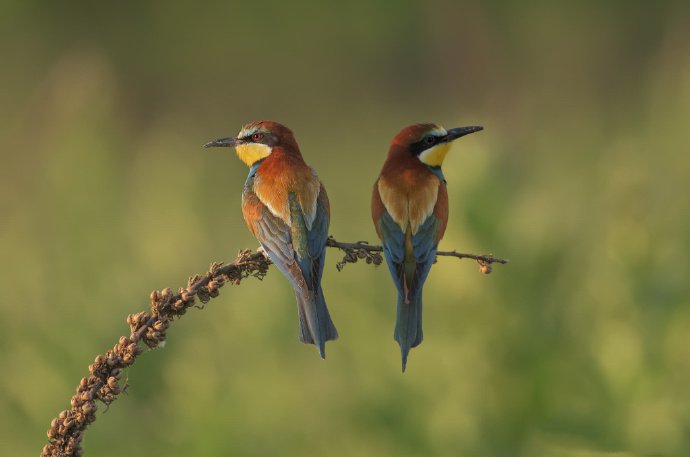 点击大图看下一张：一组漂亮的鸟类摄影图片