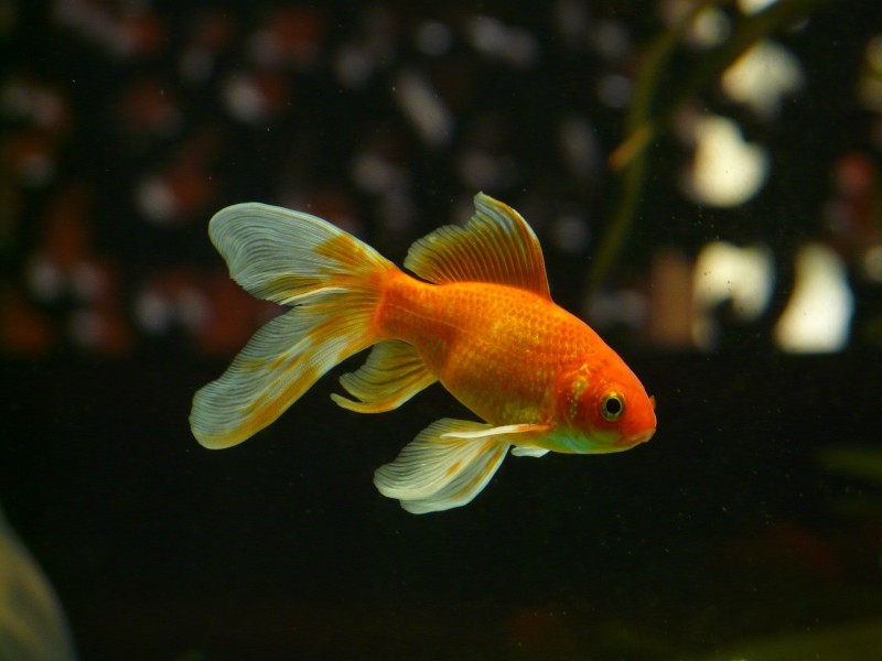 点击大图看下一张：美妙灵巧的金鱼图片