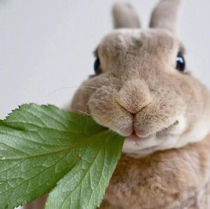 点击大图看下一张：一组超级可爱呆萌的小兔子图片