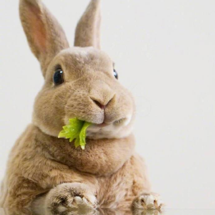 点击大图看下一张：一组超级可爱呆萌的小兔子图片