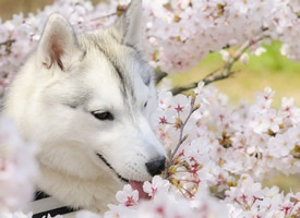 一只正在赏樱花的哈士奇Iroha