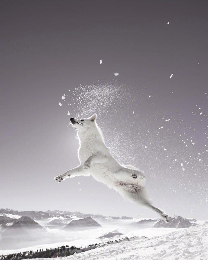 点击大图看下一张：在雪中嬉戏的狗狗图片